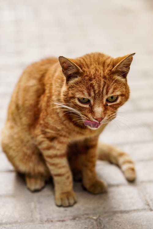 短毛棕猫特写摄影 · 免费素材图片