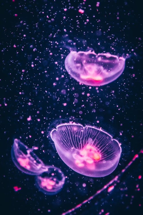 四个紫色水母 · 免费素材图片