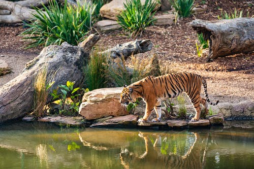 老虎对水的思考 · 免费素材图片