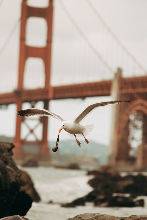 带翅膀的白鸟 · 免费素材图片