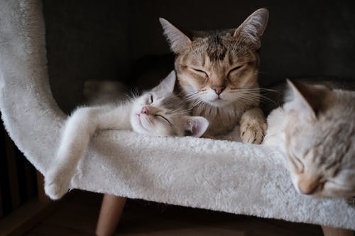 睡觉的虎斑猫的特写照片 · 免费素材图片