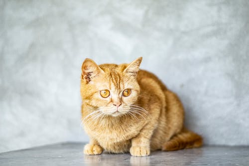 橙色的虎斑猫的特写照片 · 免费素材图片