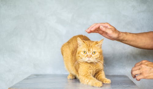 棕色虎斑猫的照片 · 免费素材图片