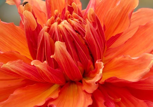 关闭了橙色花瓣花的照片 · 免费素材图片