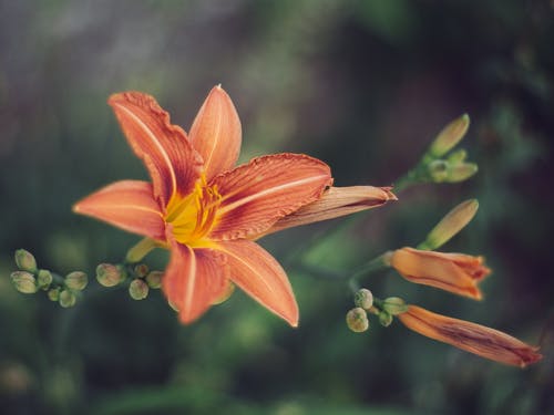 在特写摄影中的红虎百合花 · 免费素材图片