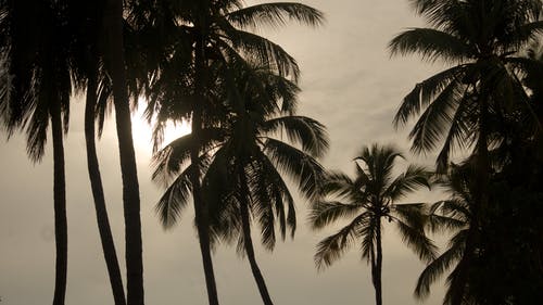 多云的白天棕榈树的剪影 · 免费素材图片