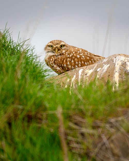 猫头鹰栖息在一块岩石上 · 免费素材图片