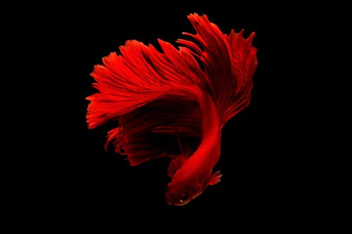 红斗鱼 · 免费素材图片