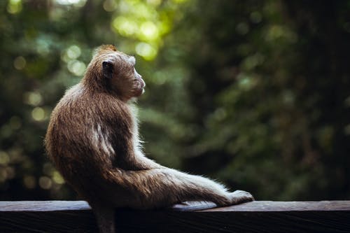 布朗猴子 · 免费素材图片