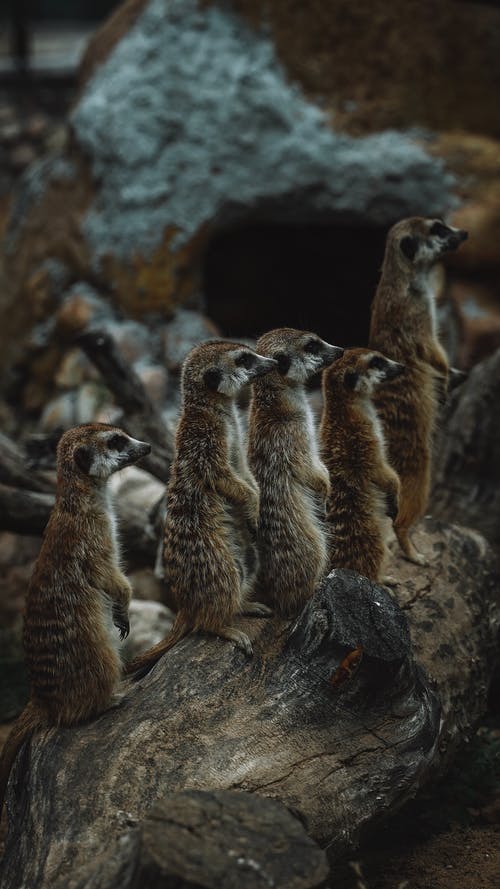 图聚科技