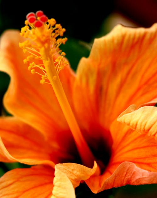 橙色芙蓉花的特写照片 · 免费素材图片