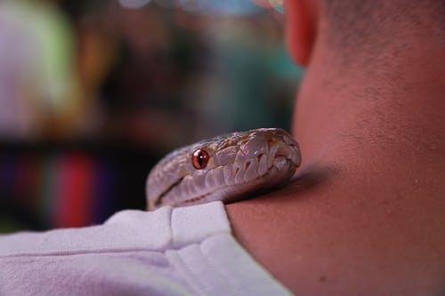 人脖子上的灰蛇 · 免费素材图片