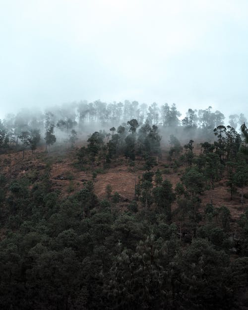 雾覆盖的森林 · 免费素材图片