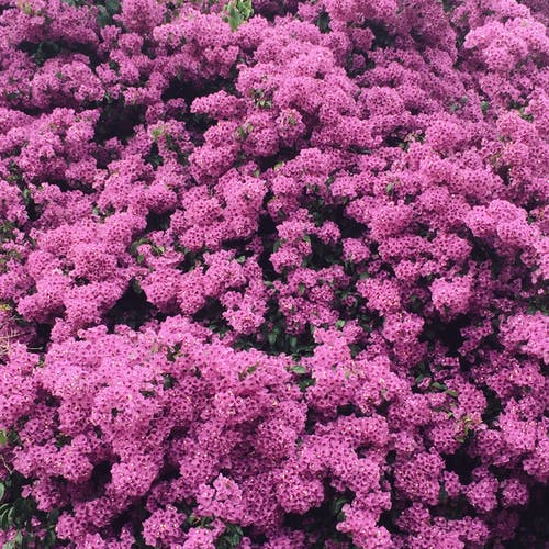 有关励志, 美丽的花, 美在自然中的免费素材图片