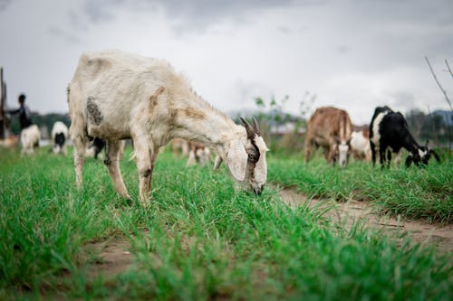山羊在白天吃草 · 免费素材图片