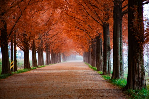 树木包围的巷道照片 · 免费素材图片