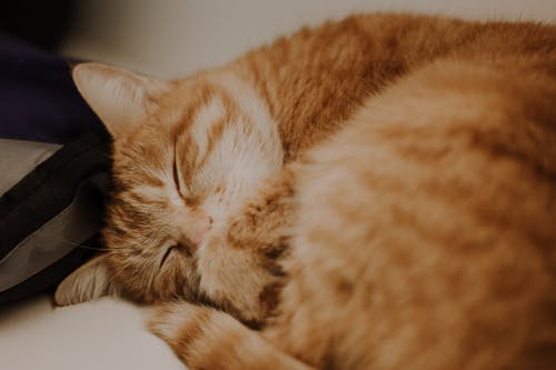橙色虎斑猫 · 免费素材图片