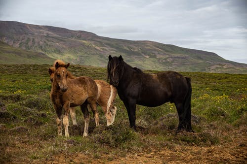 跨山的草地上的马 · 免费素材图片