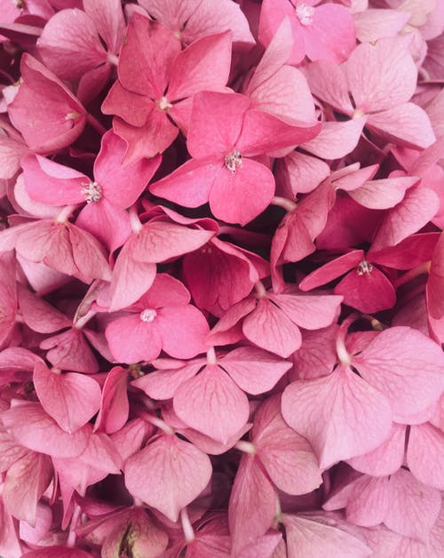 粉色花瓣的花朵特写摄影 · 免费素材图片