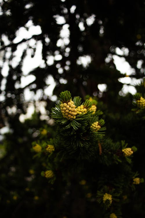 黄色的花朵微距摄影 · 免费素材图片
