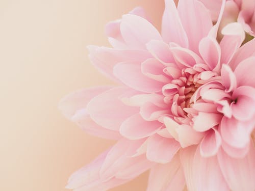 大丽花花在浅粉红色的背景上 · 免费素材图片