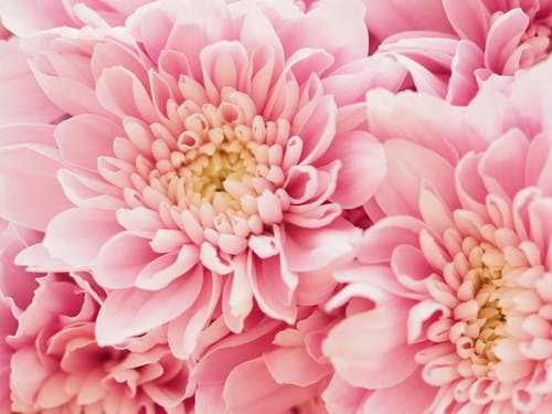 粉红色的花朵的特写 · 免费素材图片