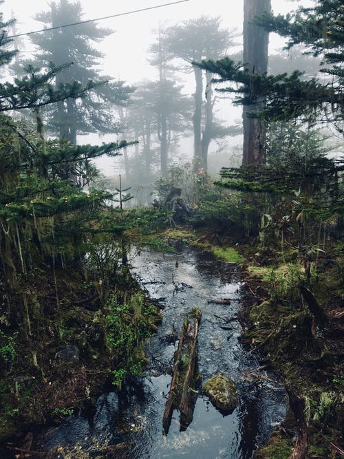 树木环绕的河流照片 · 免费素材图片