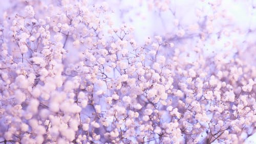 白樱花花 · 免费素材图片