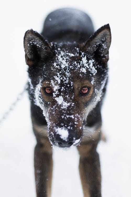 短涂棕和黑狗 · 免费素材图片