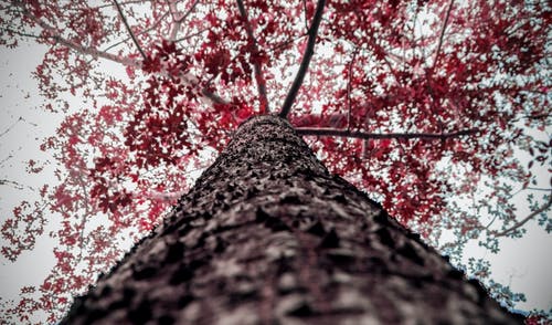 棕色和红色树低角度摄影 · 免费素材图片