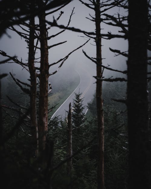 裸树照片 · 免费素材图片