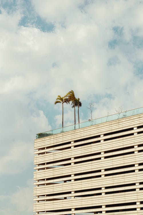 白色建筑顶上的3棵棕榈树 · 免费素材图片