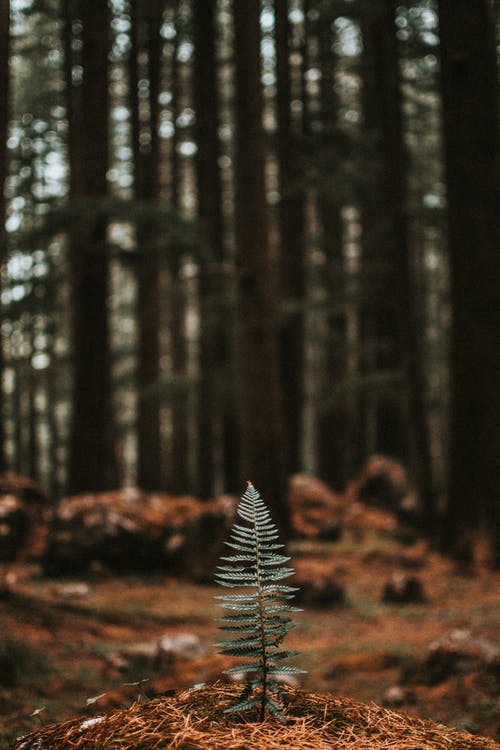 蕨类植物的选择性聚焦照片 · 免费素材图片