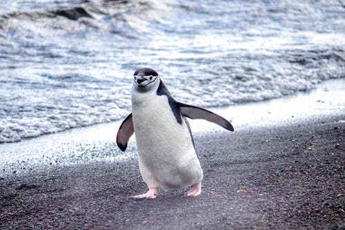 企鹅在海边散步的照片 · 免费素材图片