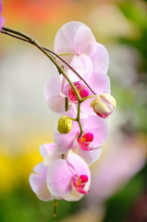 粉红蛾兰花 · 免费素材图片