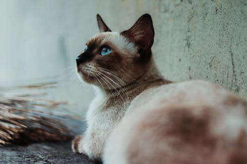 灰墙旁的棕色和白色暹罗猫 · 免费素材图片