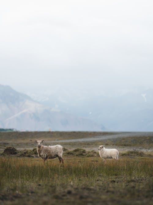 两只白羊在绿色草地上 · 免费素材图片