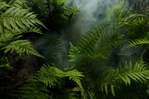 蕨类植物照片 · 免费素材图片