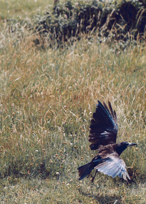 鸟在草地上 · 免费素材图片