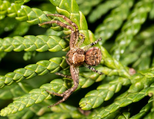 棕色蜘蛛的特写 · 免费素材图片
