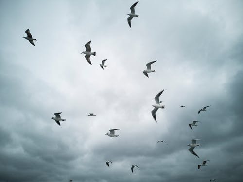 群白海鸥 · 免费素材图片
