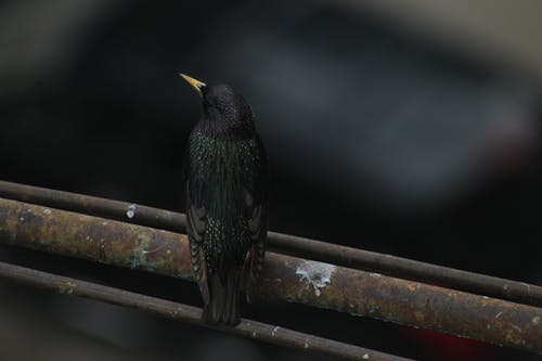 鸟栖息在钢管上的特写照片 · 免费素材图片