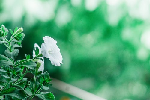 白花的选择性聚焦摄影 · 免费素材图片