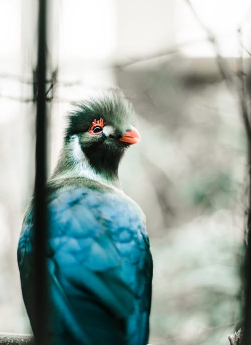 蓝色和灰色的鸟 · 免费素材图片