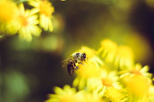 蜜蜂的宏观摄影栖息在花上 · 免费素材图片