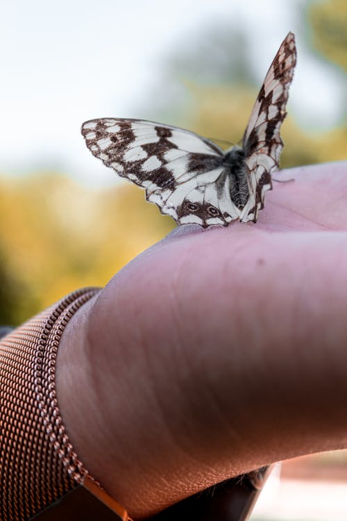 蝴蝶栖息在手上的特写照片 · 免费素材图片