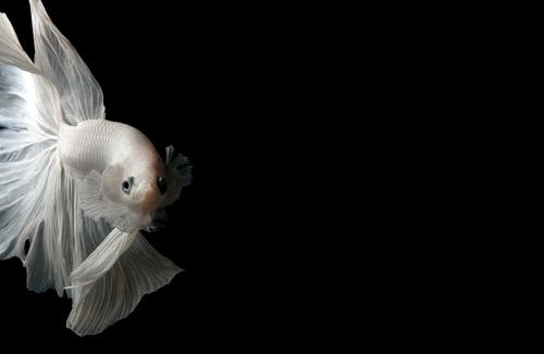 白色暹罗斗鱼的特写照片 · 免费素材图片