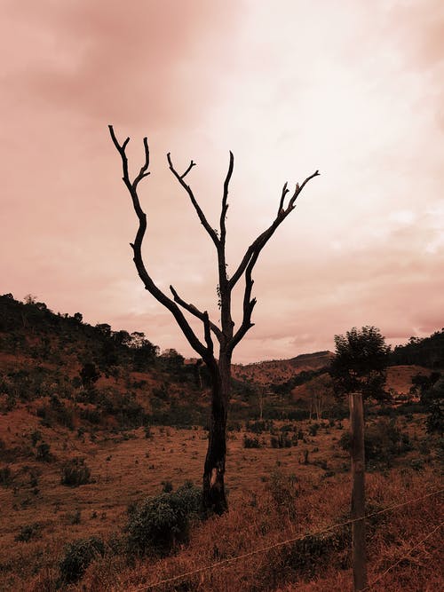 裸树照片 · 免费素材图片