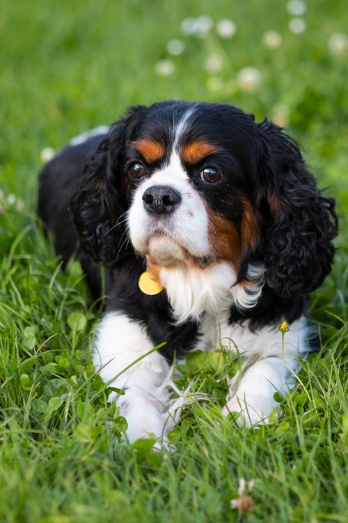 猎犬狗在草地上的选择性聚焦摄影 · 免费素材图片