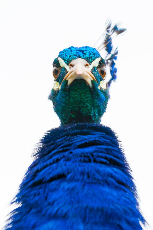 蓝孔雀的特写照片 · 免费素材图片